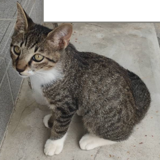 キジトラ子猫ちゃん