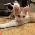 茶白男の子・2ヶ月ほど