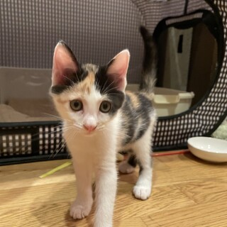 三毛女の子、2ヶ月ほど