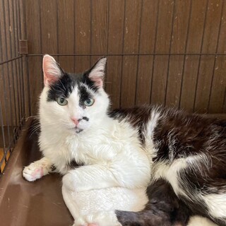 お膝の上が大好きな「右京」くん