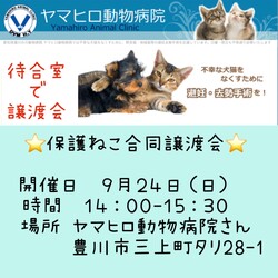 保護ねこ合同譲渡会