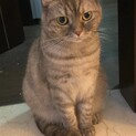 雑種のメス7歳　大人しく人懐っこい性格です
