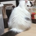 人馴れ抜群❤️白黒長毛ハスキー