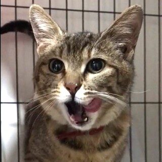 人が大好き・ベタベタに懐っこい女の子、ニコちゃん