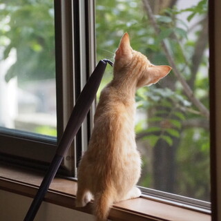 毛並みが奇麗な５月生まれの 茶トラ オス