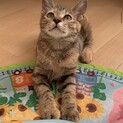 ムギワラももちゃん