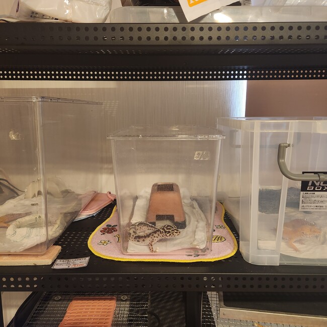 ばぁやのカバー写真