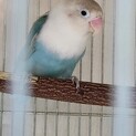 ボタンインコ　１歳３ヶ月
