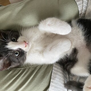 里親さん募集中