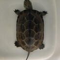 甲羅サイズ12.3cmの女の子　尻尾が長くて美しい