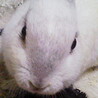 みすっちゃん