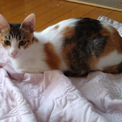 ねこらいく譲渡会/八事 高照寺