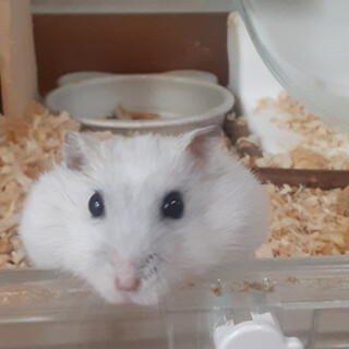 パールドワーフハムスター