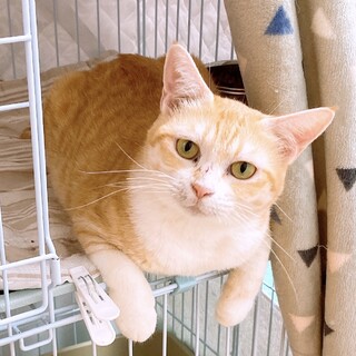 茶白5歳の女の子