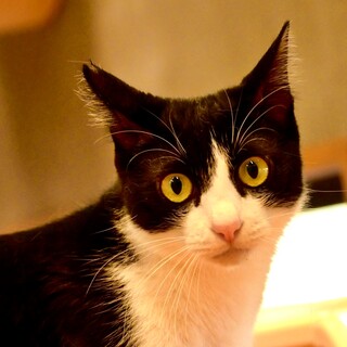 トライアル中はちわれ美形男子♡【あられ】