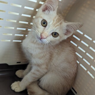 「5s100」茶トラ