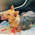 ミックス　保護犬　約10ヶ月