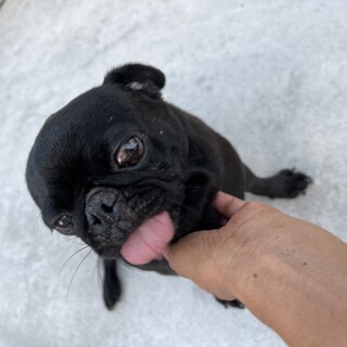 シャイな一面もある　甘えん坊のクロパグ女の子