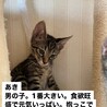 四季ニャンズのあきくん サムネイル3
