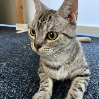 ゴロゴロ甘えん坊のマキちゃん❤️