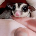 フクロモモンガ♂脱嚢１年