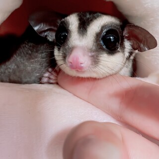 フクロモモンガ♂脱嚢１年