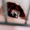 フクロモモンガ♂脱嚢１年 サムネイル2