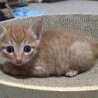 1ヶ月茶トラのかわいい「サビト」くん サムネイル2