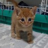 1ヶ月茶トラのかわいい「サビト」くん サムネイル4