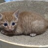 1ヶ月茶トラのかわいい「サビト」くん サムネイル5