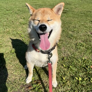 優しい里親さん募集　1歳10ヶ月