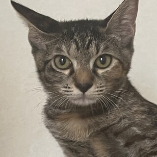 四季ニャンズのあきくん