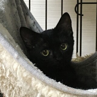 【9/24⭐️堺東にて譲渡会】参加猫平八くん
