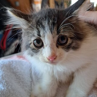 もふもふ洋猫ミックス長毛黒白猫1か月半♀