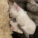 人懐っこい瞳がきれいなブルーのシャム系のオーちゃん