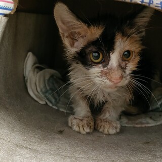 生後約4ヶ月ノラ三毛子猫エイズ陽性