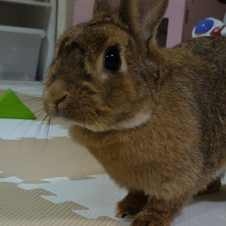 里親募集してます！