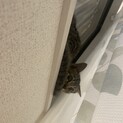 3ヶ月の女の子