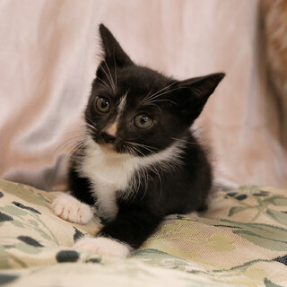 ①生後一カ月の可愛い靴下猫さんを保護しました