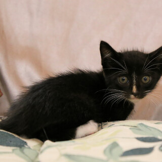 ②生後一カ月の可愛い靴下猫さん子猫を保護しました