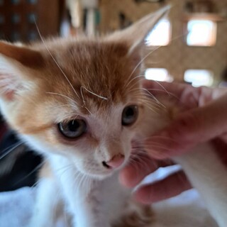 もふもふ茶トラ1か月半男の子