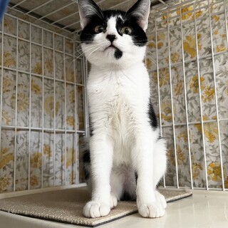 仲良し兄妹の妹 コナツちゃん