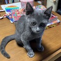 グレー、ワクチン済み、血液検査陰性、元気！