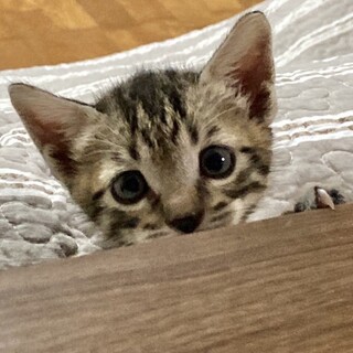 人間の後をついてくる♡生後1ヶ月半のはまお