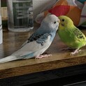 セキセイインコ  2羽 