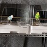セキセイインコ  2羽  サムネイル2