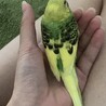 セキセイインコ  2羽  サムネイル3