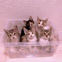 急募