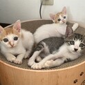 甘えん坊な子猫です
