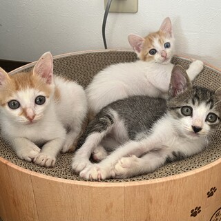 甘えん坊な子猫です